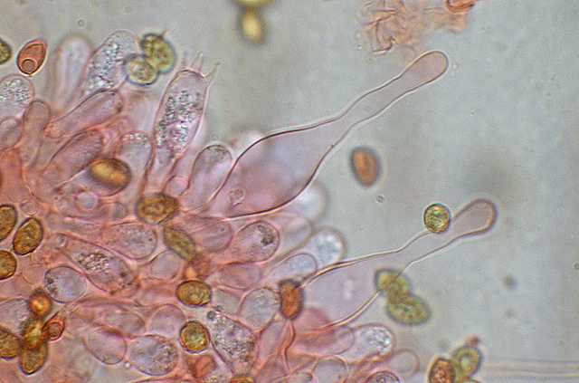 Galerina spec. Cod.DSCN 9149